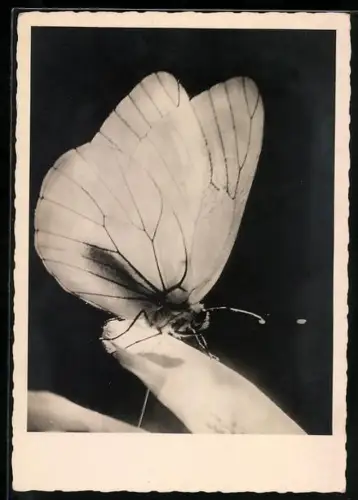 AK Schmetterling auf einem Blatt, Makrofoto