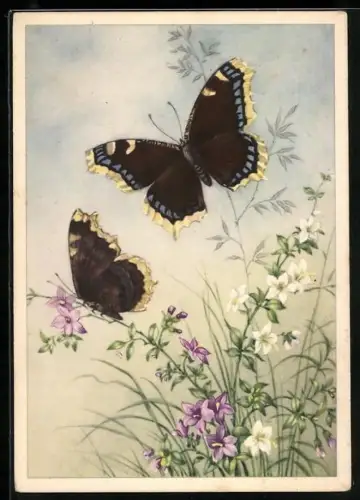 AK Zwei Schmetterlinge auf der Blumenwiese
