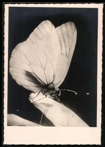 AK Schmetterling auf einem Blatt, Makrofoto