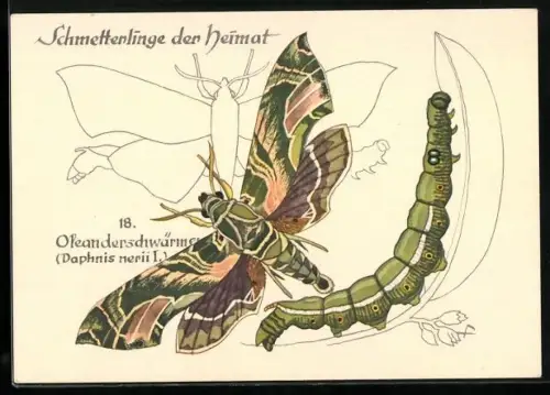 AK Schmetterling der Art Oleanderschwärmer mit Raupenform
