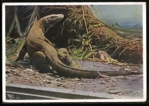 AK Berlin, Berliner Aquarium, Riesen-Waran