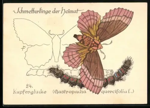 AK Schmetterling Kupferglucke sowie dessen Raupe