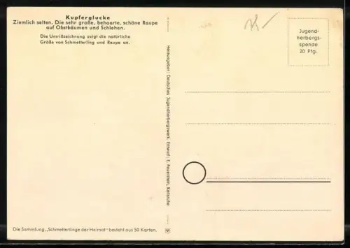 AK Schmetterling Kupferglucke sowie dessen Raupe