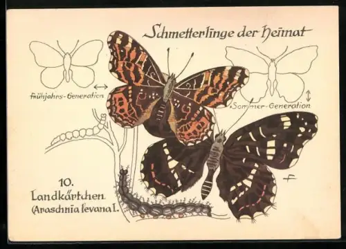 AK Schmetterling der Art Landkärtchen mit Raupenform, Frühjahrs-und Sommer-Generation