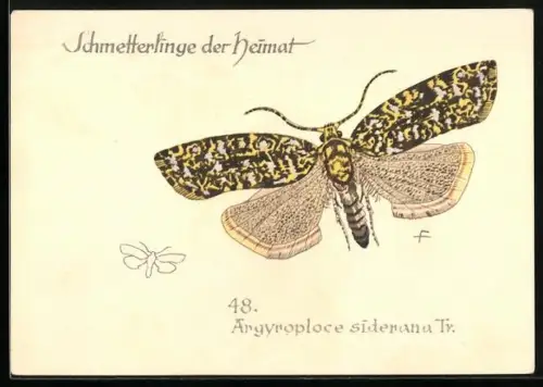 AK Argyroploce siderana Tr., Schmetterlinge der Heimat