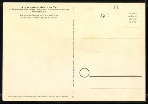 AK Argyroploce siderana Tr., Schmetterlinge der Heimat