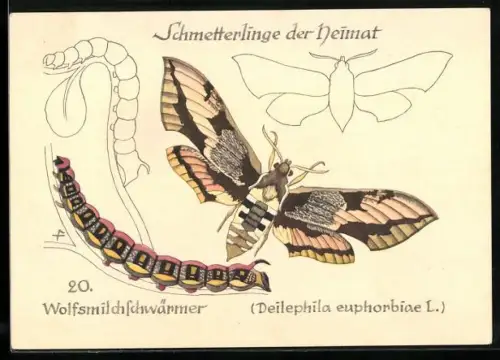 Künstler-AK E. Feuerstein: Schmetterlinge der Heimat, Wolfsmilchschwärmer