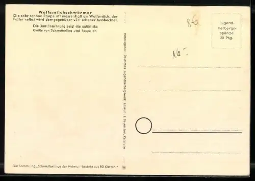 Künstler-AK E. Feuerstein: Schmetterlinge der Heimat, Wolfsmilchschwärmer