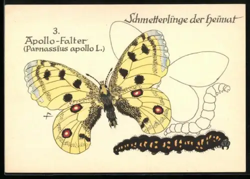 AK Apollo-Falter, Parnassius apollo L., Schmetterlinge der Heimat