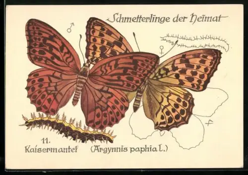 AK Schmetterling der Art Kaisermantel mit Raupenform