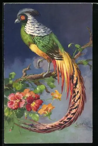 Künstler-AK Paradiesvogel auf einem Ast