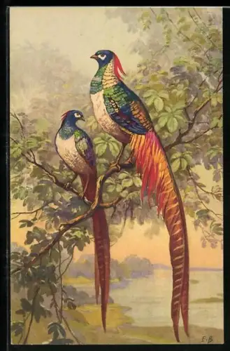 AK Farbenprächtige Vögel sitzen auf einem Ast