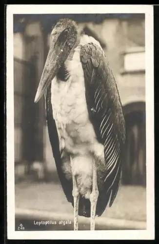 AK Marabu, Leptoptilus argala