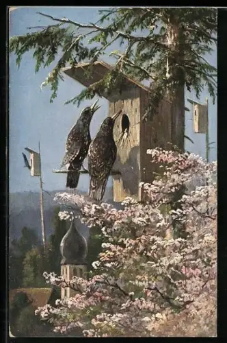 AK Starenpaar vor Brutkasten