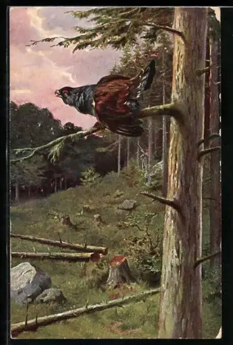 AK Auerhahn ruft über die Lichtung im Wald