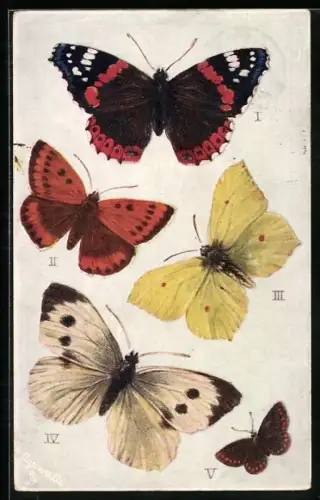 Künstler-AK Butterflies and Moths, Red Admiral, Large Copper, Brimstone, Large White
