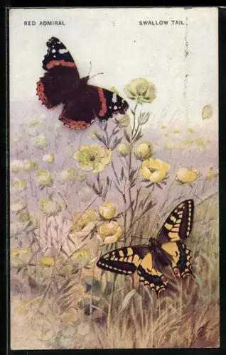 AK Red Admiral and Swallow Tail