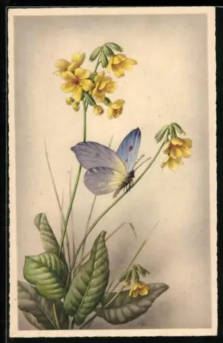 AK Schmetterling sitzt auf einer gelben Blume