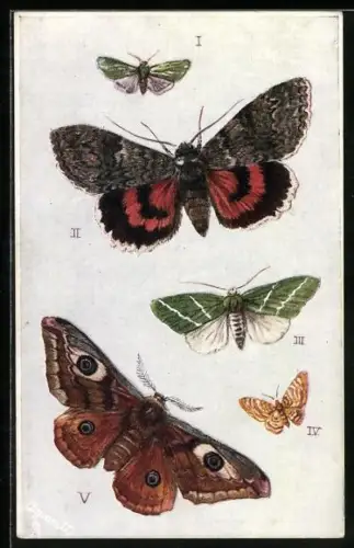 AK Motten mit bunten Flügeln in grüner, weisser und gelber Färbung, British Moths