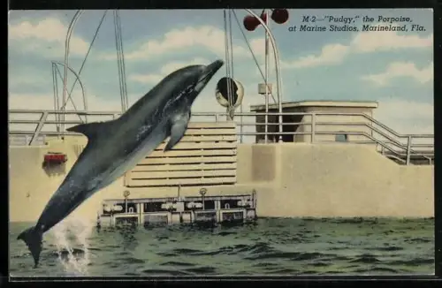 AK Marineland, Pudgy the Porpoise, Delphin-Dressur