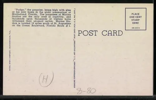 AK Marineland, Pudgy the Porpoise, Delphin-Dressur