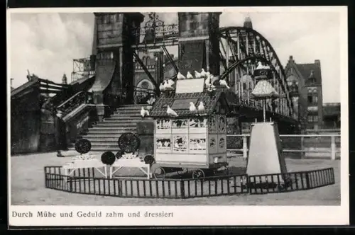 AK Dressierte weisse Tauben