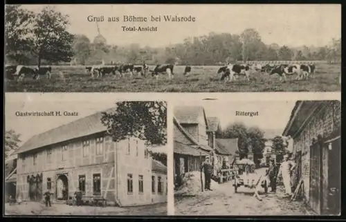 AK Böhme b. Walsrode, Gastwirtschaft H. Gaatz, Rittergut, Kühe