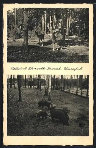 AK Eberswalde, Hirsche und Wildschweine im Tierpark