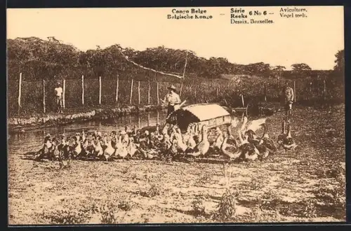 AK Reeks, Aviculture