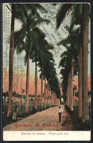 AK Habana, Avenida de palmas