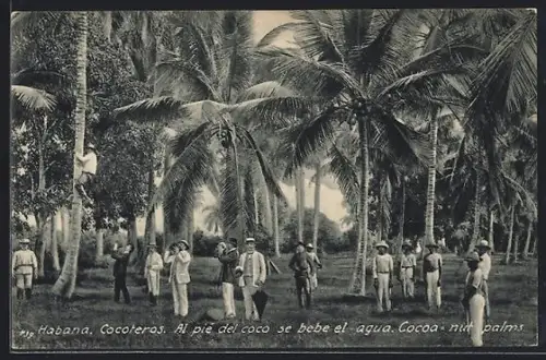 AK Habana, Cocoteros, Al pié del coco se bebe el agua, Cocoa-nut palms