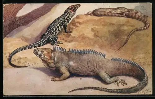 Künstler-AK London, Teguexin, Monitors, Clouded Iguana