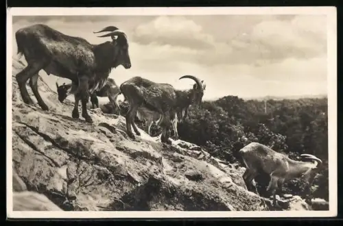 AK Hamburg-Altona-Stellingen, Carl Hagenbecks Tierpark, Mähnenschafe im Hochgebirge