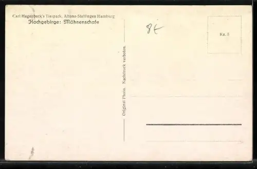 AK Hamburg-Altona-Stellingen, Carl Hagenbecks Tierpark, Mähnenschafe im Hochgebirge