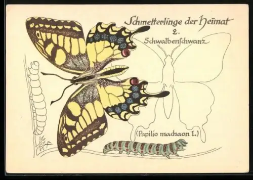 AK Schwalbenschwanz, Schmetterling und Raupe, Schmetterlinge der Heimat