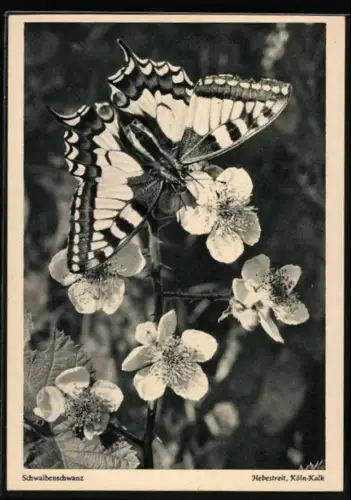 AK Schwalbenschwanz, Schmetterling, Blüten