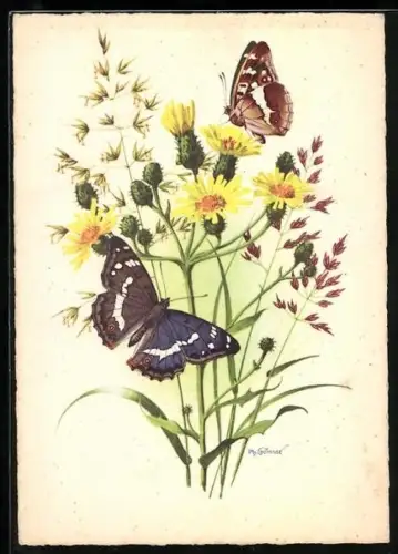 AK Grosser Schillerfalter, Schmetterling auf doldigem Habichtskraut