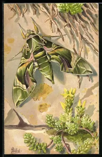 AK Le Sphinx du laurier rose (Deilephila Nerii), Schmetterling