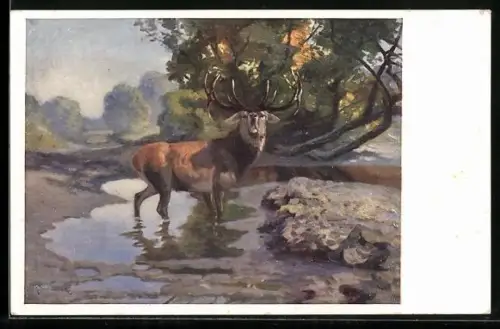 AK Hirsch steht in einem Teich