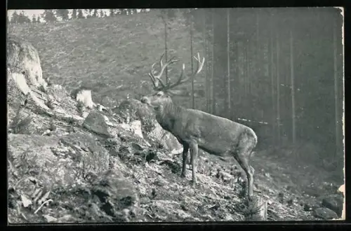 AK Edelhirsch im Gebirge