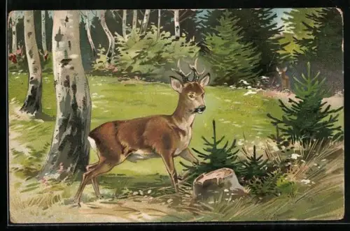 AK Rehbock auf einer Waldlichtung