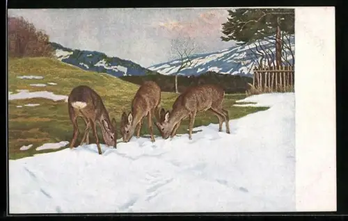 Künstler-AK G. Hirth`s Verlag, Serie II, 1: Eugen Ludwig Hoess, Das erste Grün am Schneerand