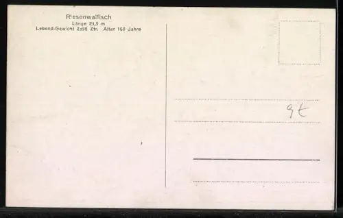 AK Riesenwalfisch in einer Angelhütte