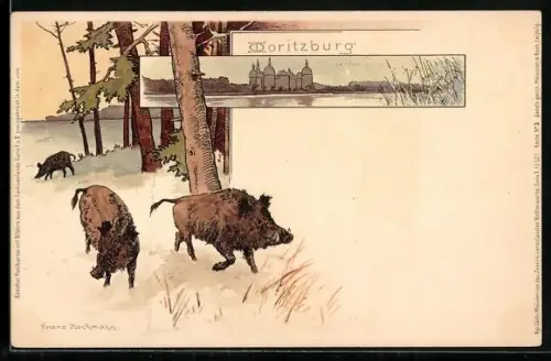 Künstler-AK Meissner & Buch (M&B) Nr. 3: Moritzburg / Sachsen, Blick zum Schloss, Schwarzwild im Wald