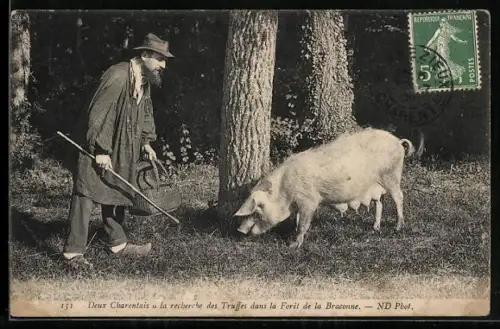 AK Perigord, Lo Troyo din uno Truffiero, Trüffelschwein sucht Pilze