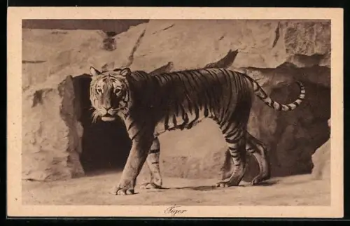 AK Tiger in seinem Zoo-Gehege