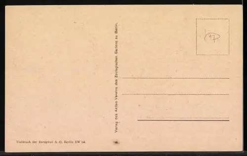 AK Tiger in seinem Zoo-Gehege