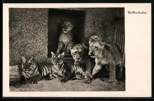AK Raubtierkinder im Gehege