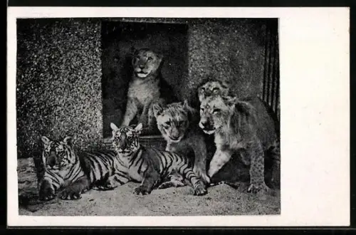 AK Halle, Tiger- und Löwenbabies im Zoo
