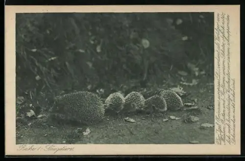 AK Säugetiere, Igelfamilie